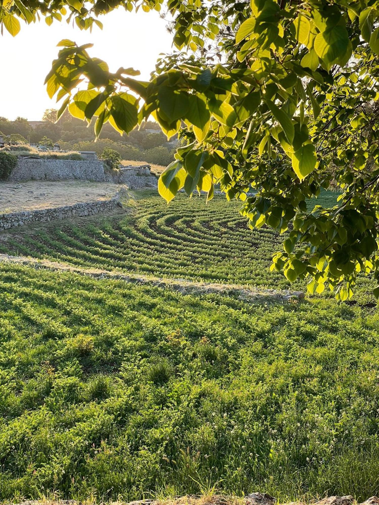 Masseria Trulli&Stelle B&B Noci Kültér fotó